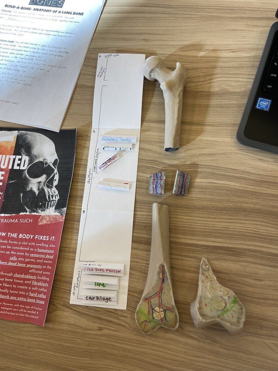 jennahutt's tweet image. Our students continue to amaze me with the things they can do! This model was 3D printed, sawed into pieces, and embellished with all the correct parts. She even added magnets to create the perfect long bone model. 🦴🤩 #PISDlibrary