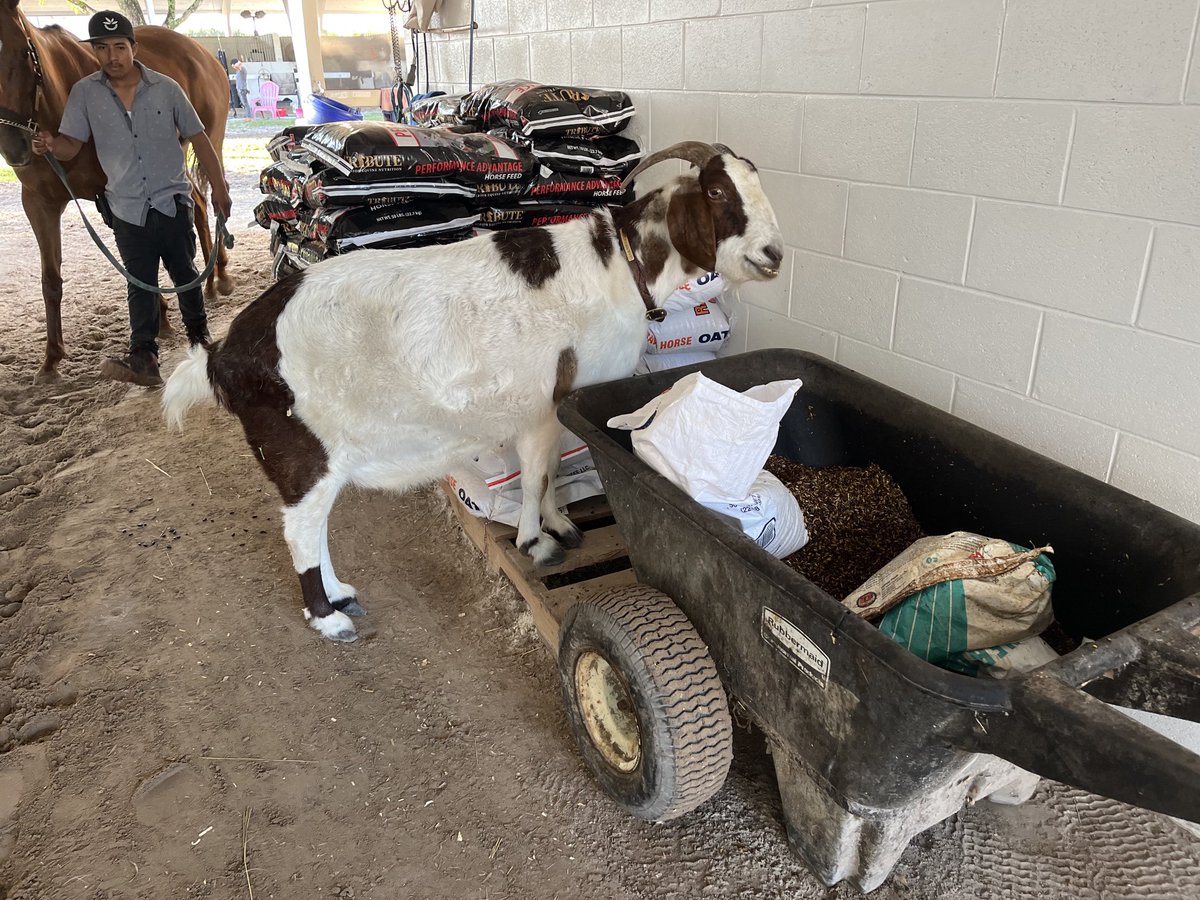 Jeffreybarngoat's tweet photo. Well...⁦@cibelliracing⁩ shipped down for the races today ⁦@GulfstreamPark⁩ ... so open buffet? https://t.co/CRgdO0HGBK