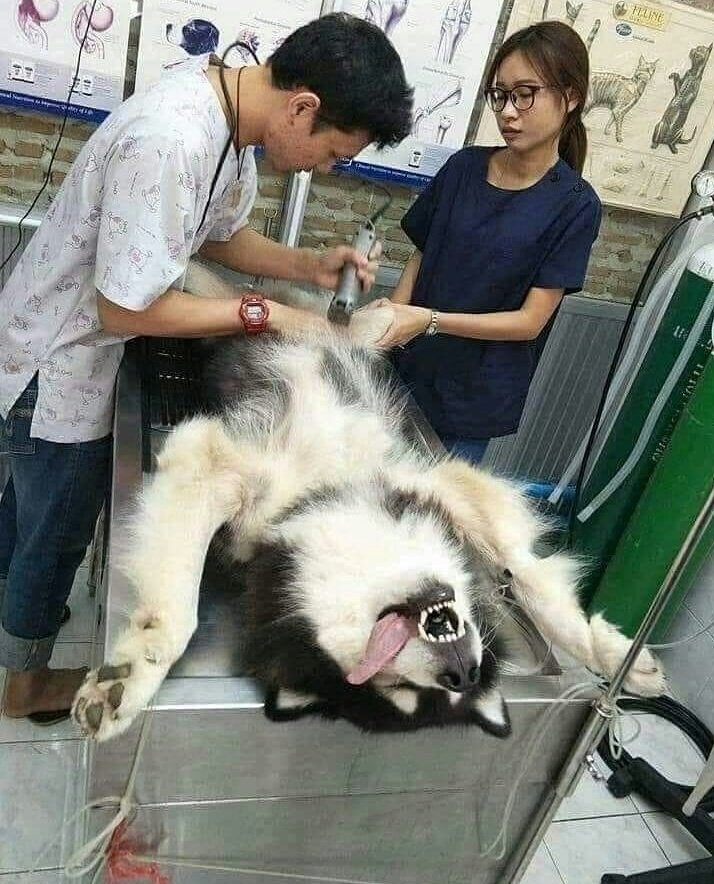 gusholderhaber's tweet photo. Tayland'ta bir köpek, tıraşını beğenmediği için depresyona girdi. https://t.co/ZiqheMTKet