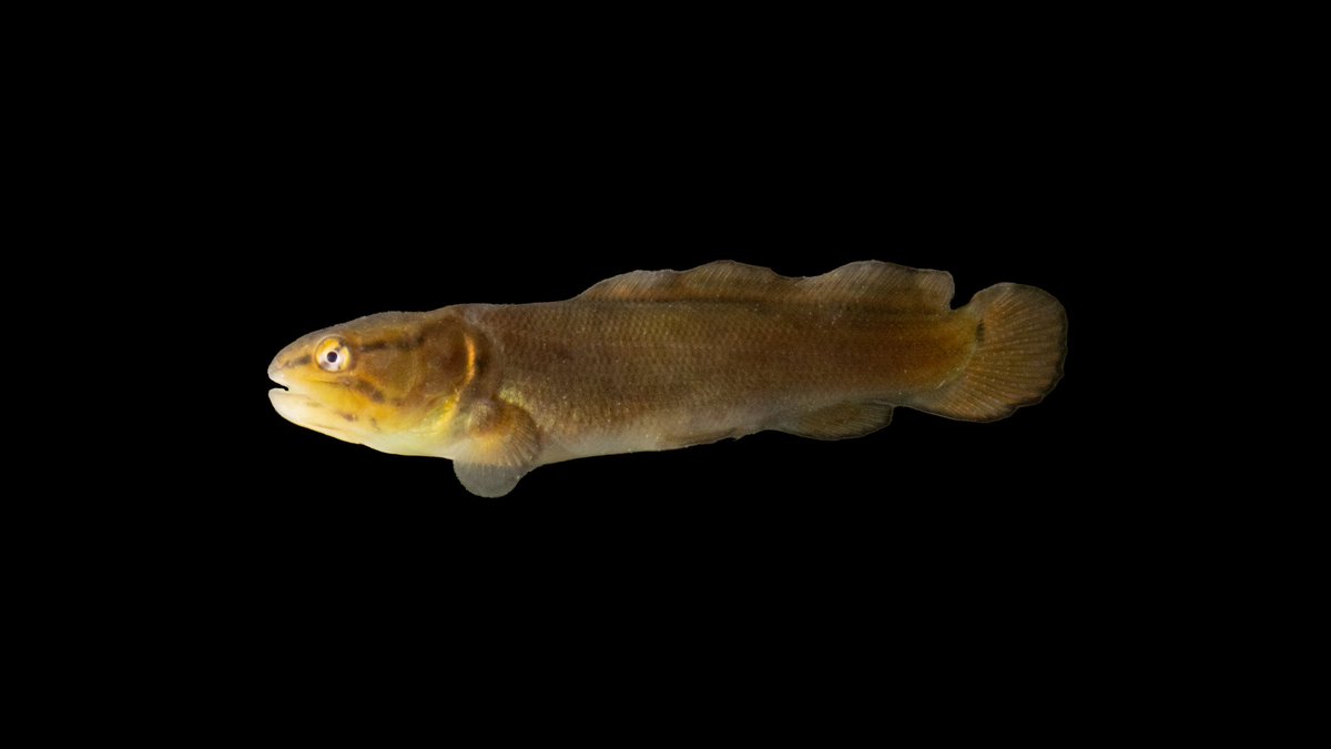 Happy #fishfriday from one of the best #primitivefish to ever swim! 

#beautifulbait #nativefish #fishphotography #freshwaterscience