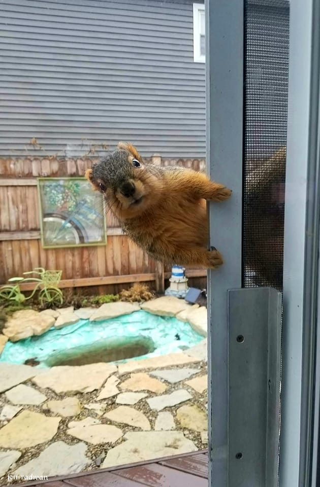 It's time for a round of #CaptionThis. What's the fox squirrel thinking?

📸: Jen Radwan