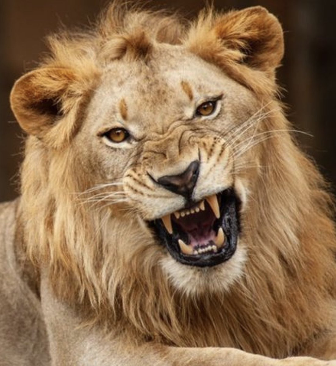 One_Of_His's tweet photo. 1 Peter 5:8-9 KJV
Be sober, be vigilant; because your adversary the devil, as a roaring lion, walketh about, seeking whom he may devour:
Whom resist stedfast in the faith, knowing that the same afflictions are accomplished in your brethren that are in the world.
#StronginJesus https://t.co/jxwvuNM80M