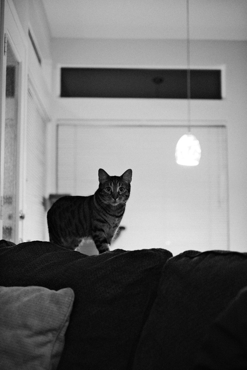 kelseyremige's tweet photo. my lil demon https://t.co/fiKVkVclm4
