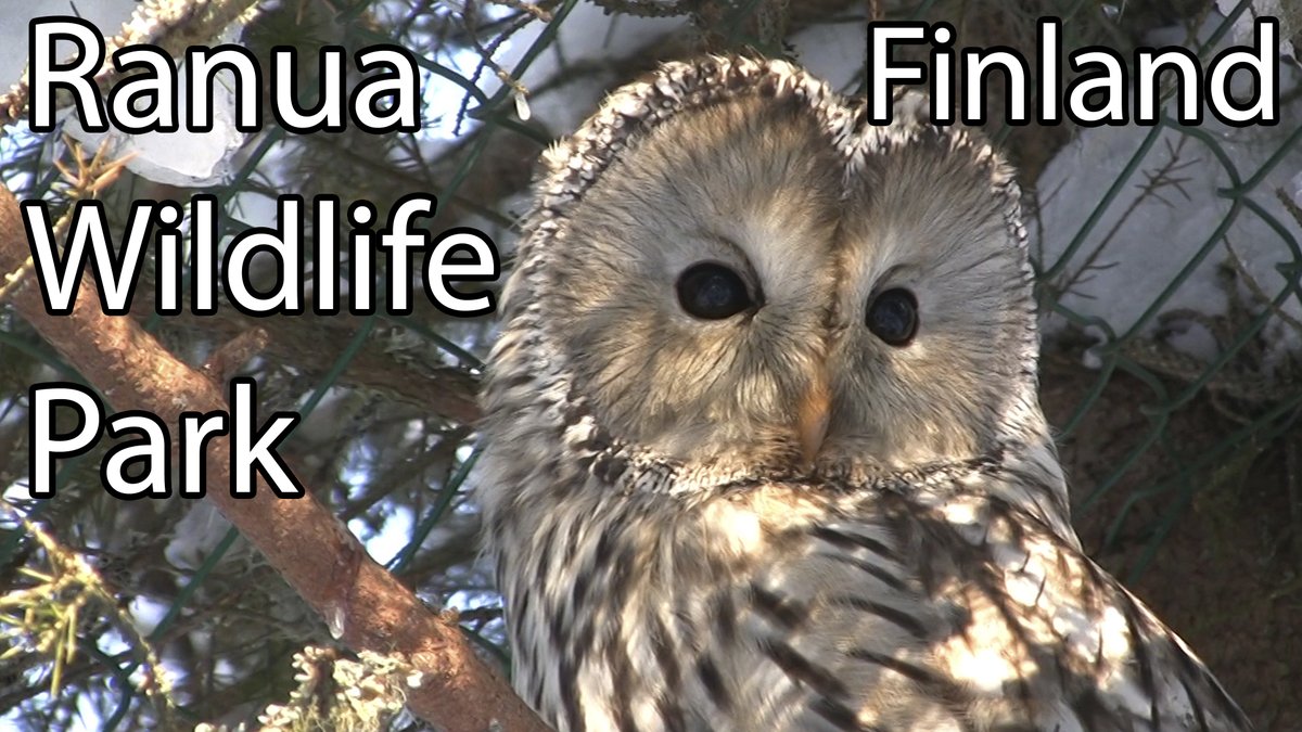 #Artic animals at the #Ranua #Wildlife Park in #Lapland, #Finland

youtu.be/41ELtrbRTZY