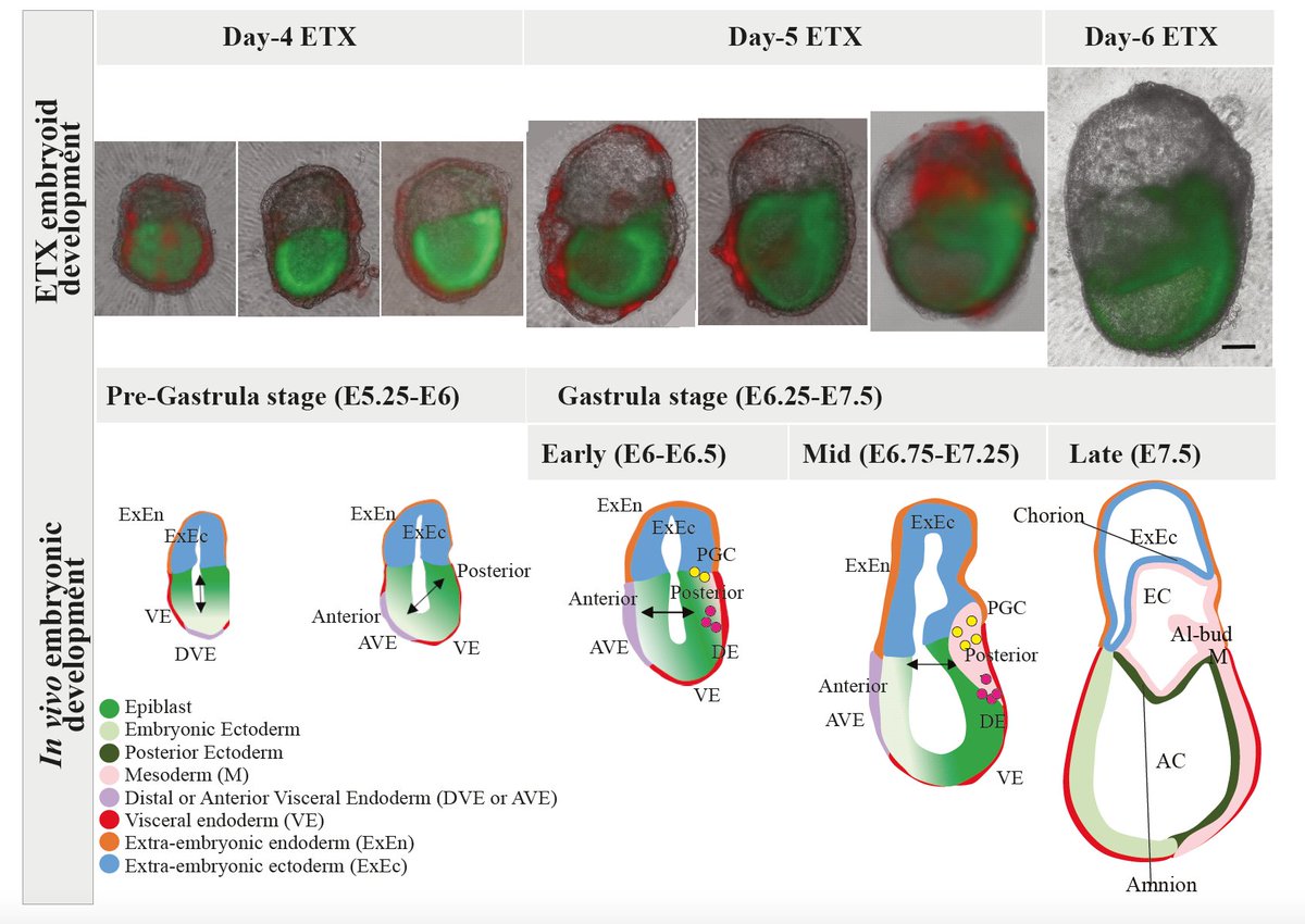 Gribnau lab tweet media