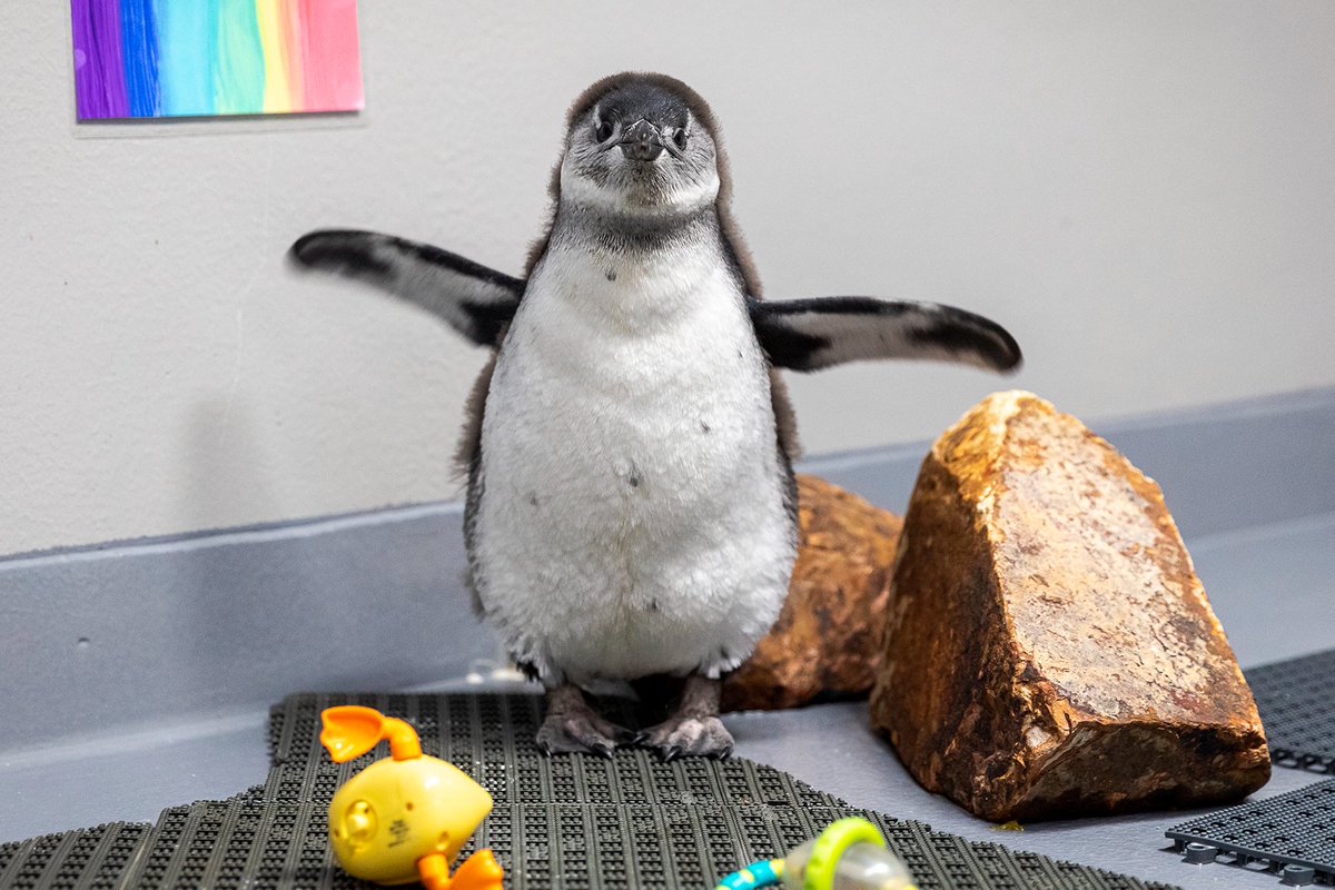 10,716 of you incredible humans cast a vote, leading to the moment we can finally say: HELLO, WORLD — MEET POGO! (Ok it may not have been the most critical race of the year, but it was definitely the cutest.) Her next step? Graduating from fish school. #PenguinAwarenessDay 🐟