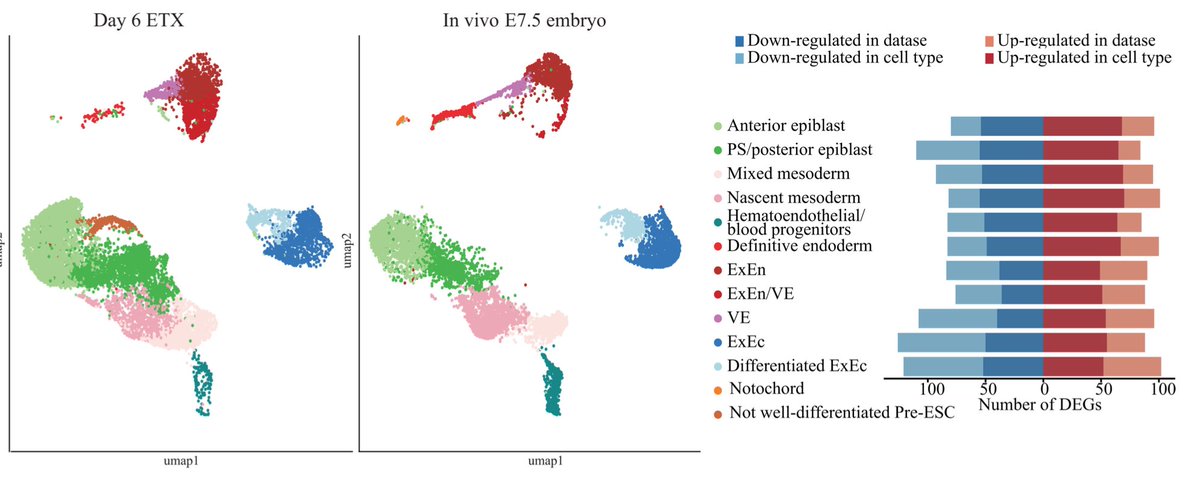 Gribnau lab tweet media