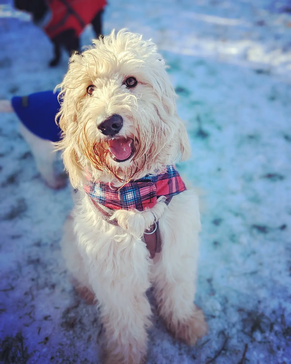 dansdogdaycare's tweet photo. Molly's looking fancy for A Frreeeezing Friday โ๏ธ๐งก๐ถ
#dansdogdaycare #fridayfun
#friday #friends #bordercollie #borderdoodle #borderdoodlepuppy #puppy #dog #dogs #bordercollielove #puppylove #doglife #poodle #cute #bordercolliemix #bordercolliepuppies #bordercollies #poodlemix https://t.co/7yEC6NOrwb