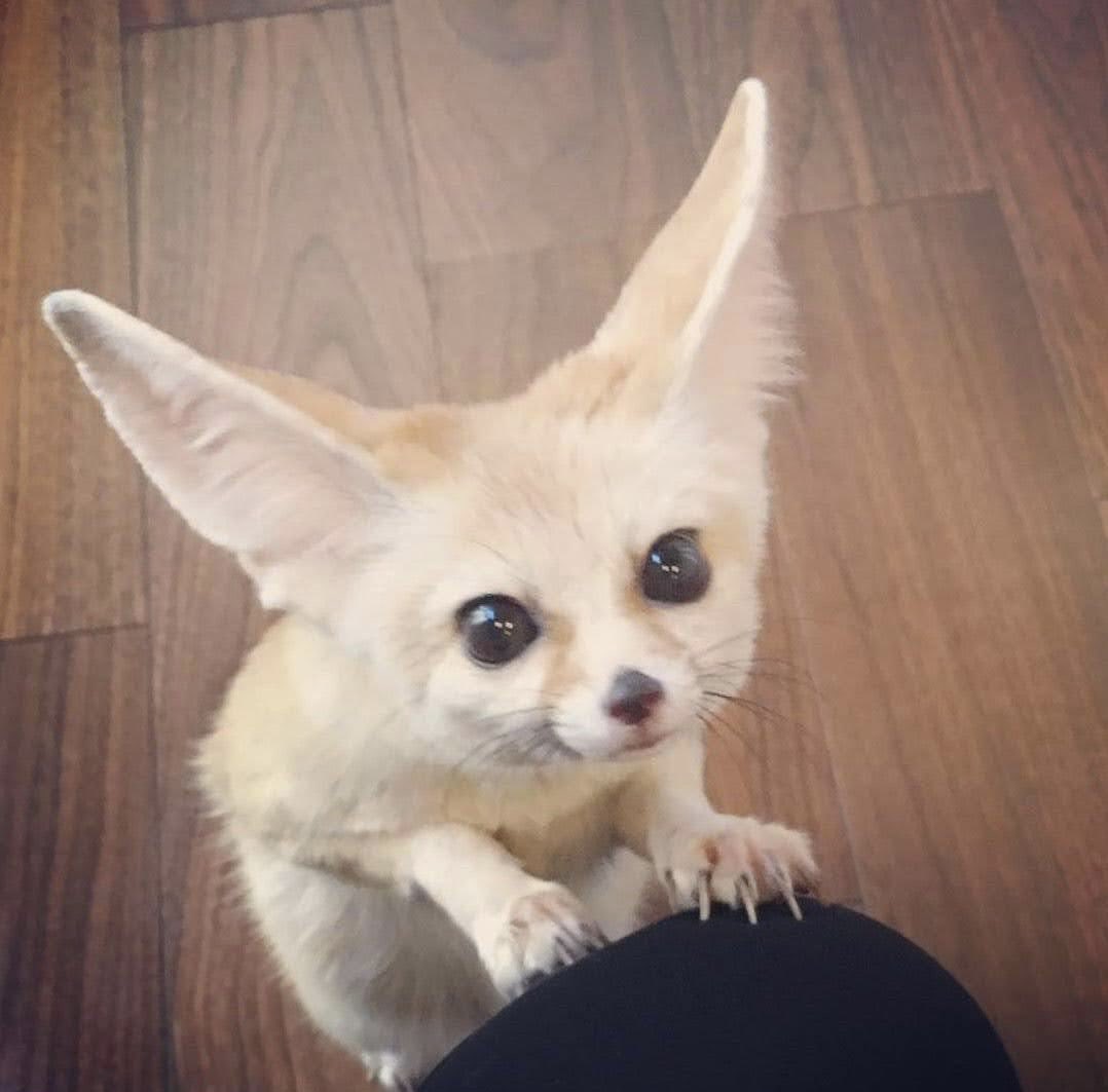 He wants pets!!