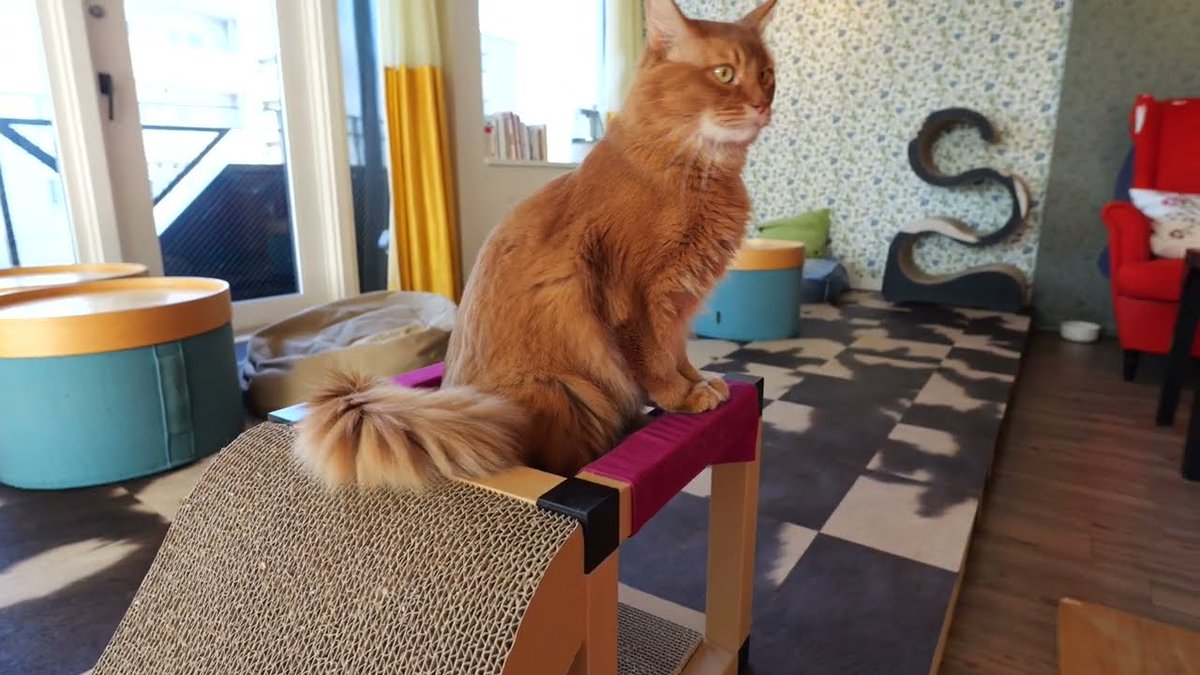 MeowMoeDotCom's tweet photo. 【メインクーンとソマリ】メイさんとケンタ　トムはケンタとなかよくなりたいです
 
https://t.co/XIND7AKQqy
 
#mainecoon #somali #4K60p10bit #CatCafeJapan #CatVideos #GH6 #Neko https://t.co/G1OMKnyrIE