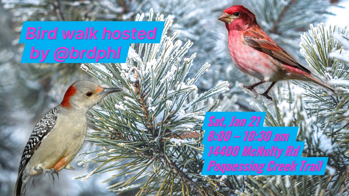PoquessingCreek's tweet photo. Saturday, January 21, 8:00 – 10:30 AM, join @brdphl and the Delaware Valley Ornithological Club for a bird walk @ Poquessing Creek Park in the Far NE Philly! Get outdoor to see woodpeckers, finches, sparrows, and - maybe - hawks. More:
https://t.co/Kekf8xHJkb https://t.co/EKhKKPwadE
