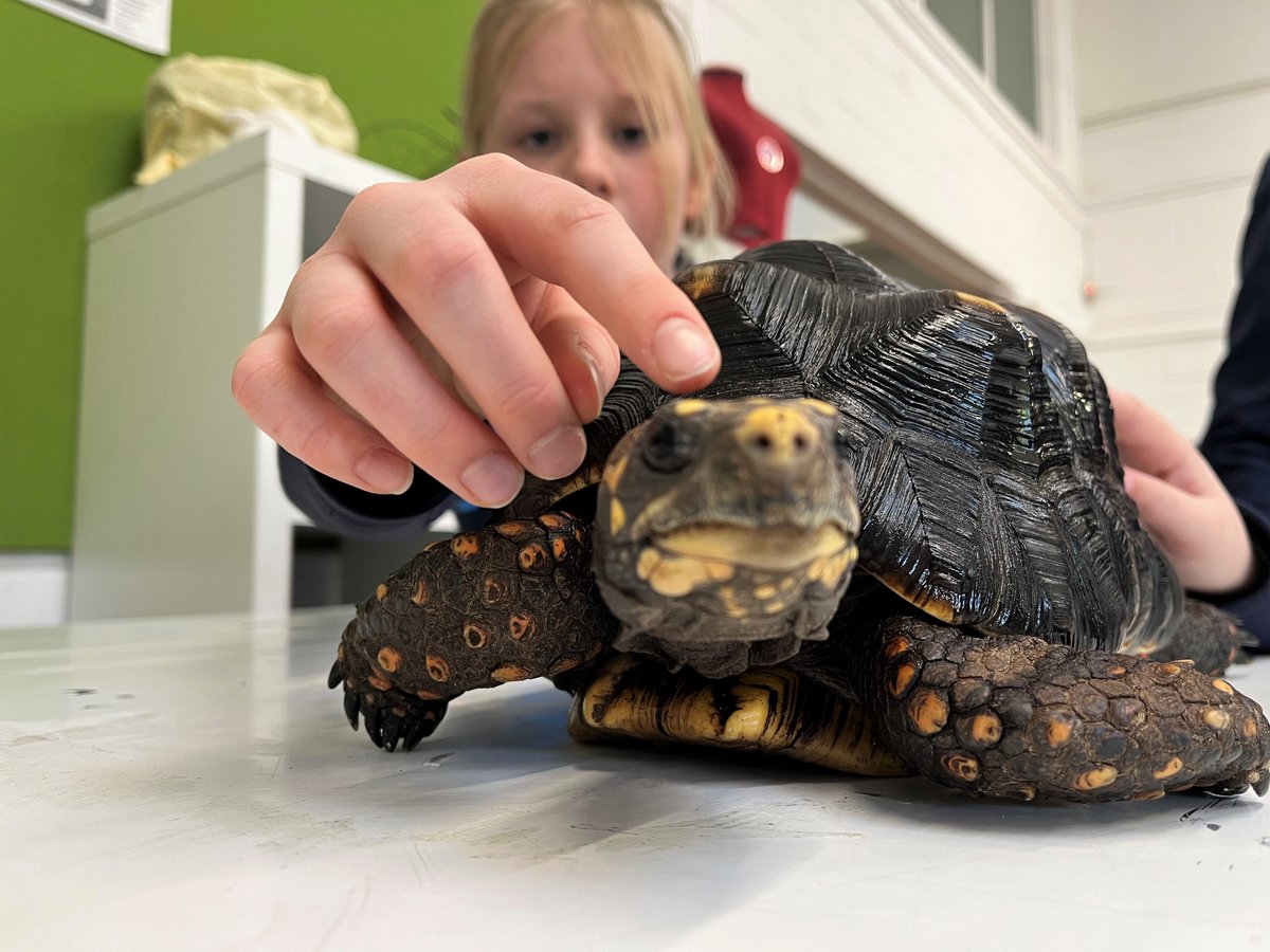 RoedeanSchool's tweet photo. For the past two weeks, the Year 7s have had a visit from @jawsnclaws to accompany their Geography unit studying global biomes. Bearded dragons, tree frogs, pythons, African snails and a red-footed tortoise were all pulled from Phil's bottomless bags! #RoedeanAcademics https://t.co/VYjJCWqNwb