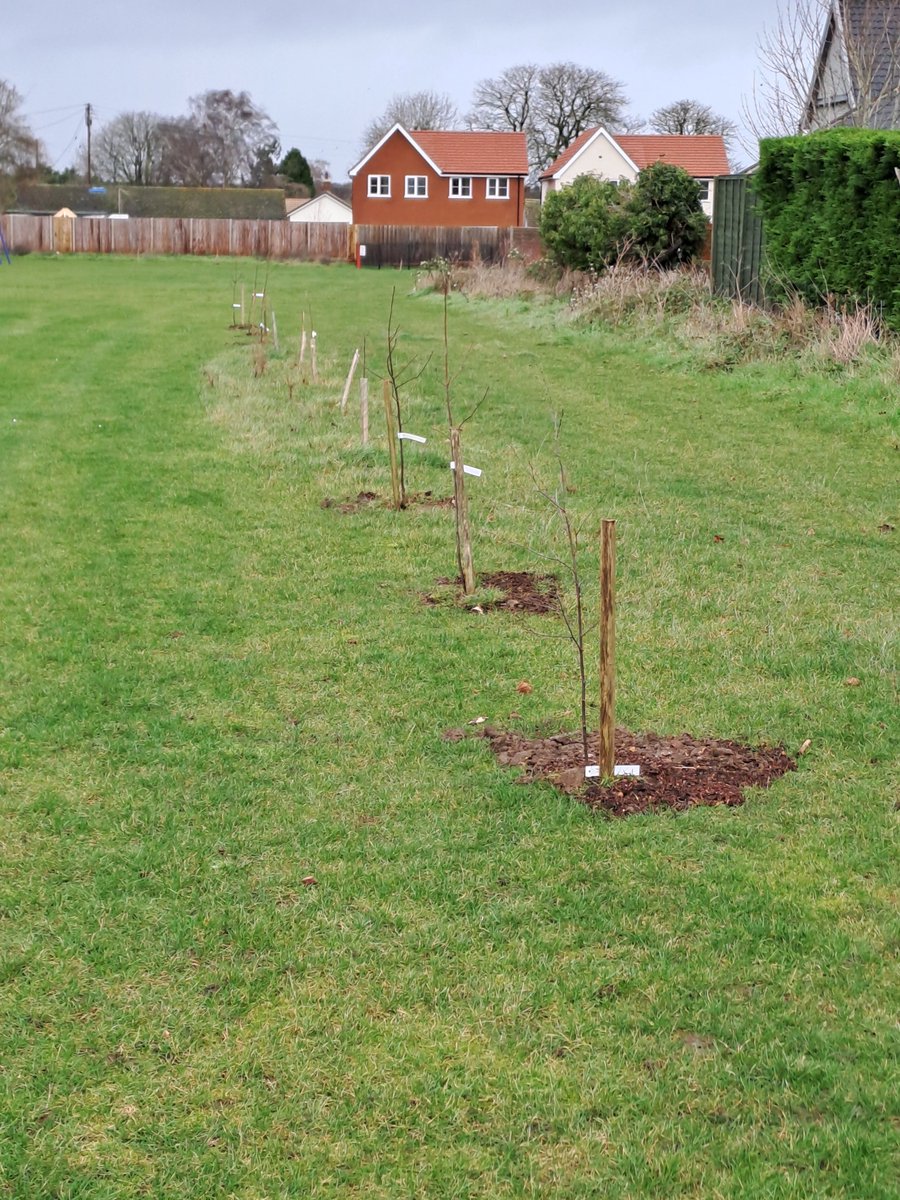 Suffolk_Enviro's tweet photo. Tree planting is well underway, we have planted over 7000 trees across 14 different sites in Suffolk. Here are a few pictures of Troston playing field with their new trees. Thank you to everyone who has got involved!
#suffolk #treeplanting #climatechange #hedgerow #environment https://t.co/uWDIVqVQ9H