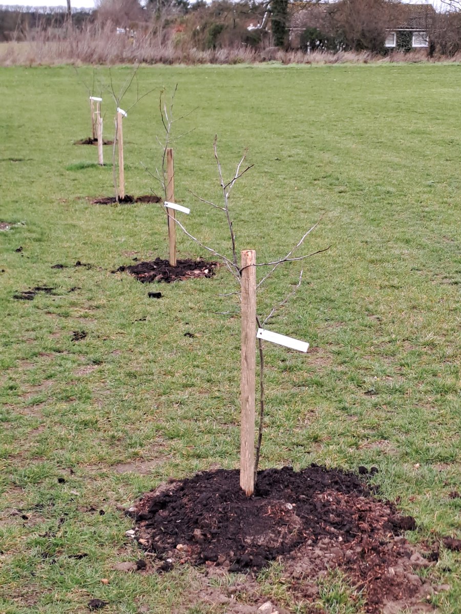Suffolk_Enviro's tweet photo. Tree planting is well underway, we have planted over 7000 trees across 14 different sites in Suffolk. Here are a few pictures of Troston playing field with their new trees. Thank you to everyone who has got involved!
#suffolk #treeplanting #climatechange #hedgerow #environment https://t.co/uWDIVqVQ9H