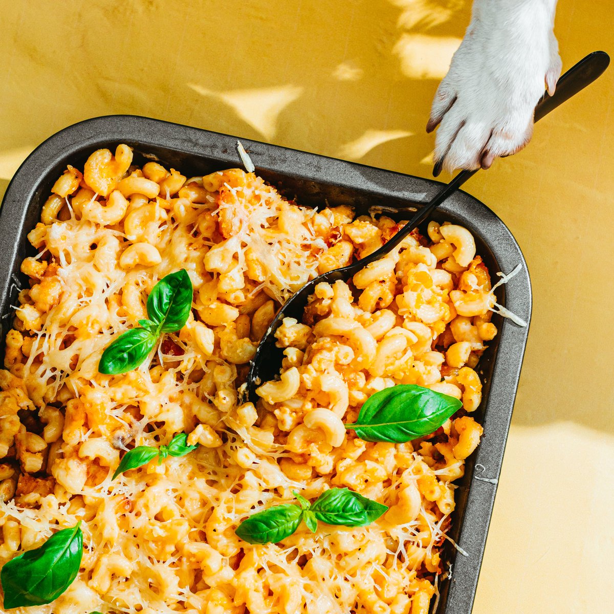 viesmīl! kāpēc manā šķīvī ir spalva? 🥸 #vienkāršinašķoties