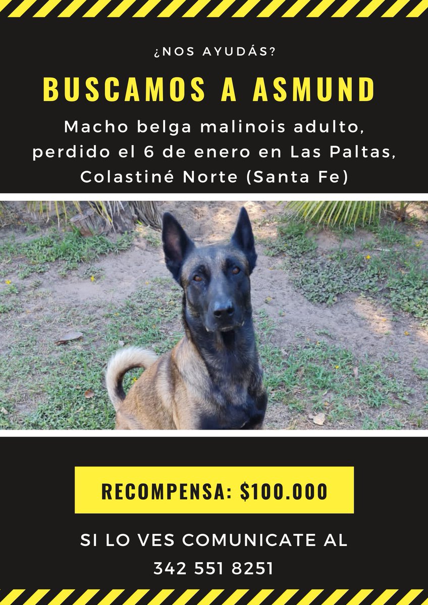 anylum's tweet photo. Hace 15 días que buscamos a Asmund.
¿Nos darían una mano haciendo retuit? 

#perro #sebusca #AYUDA https://t.co/TAa4XAHNu3