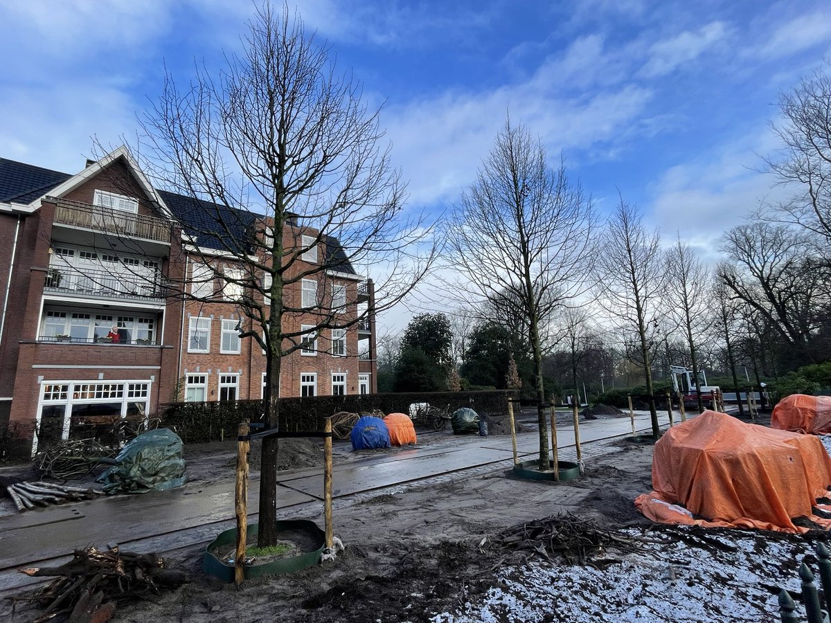 De nieuwe lindebomen (ruim 6m hoog) voor de entree van <a href="/park_rusthoff/">Park Rusthoff (site)</a> zijn bijna allemaal geplant. #Sassenheim <a href="/gem_teylingen/">Gemeente Teylingen</a>