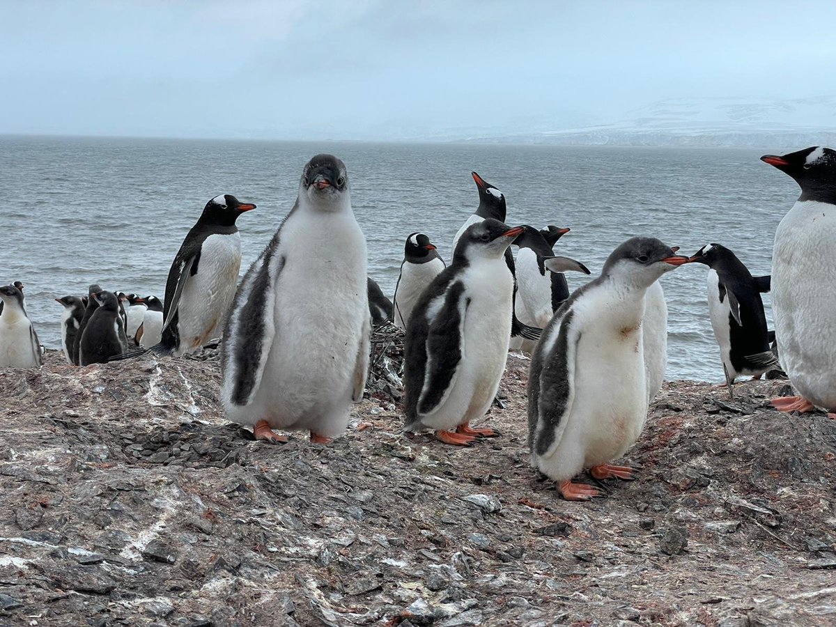 Today is the #Awarenesspenguin day. Our group continúe working this season to get more knowledge about Antarctic #Penguins on board of the BIO #Hespérides and contributing their protection and to their environment.