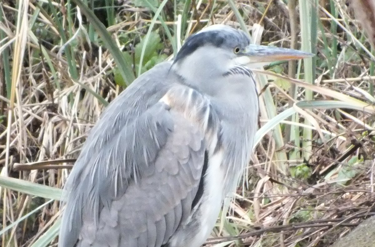 Another couple of the #GreyHeron looking very handsome if a little thin. #BecktonCorridor pond. #CapitalRing
