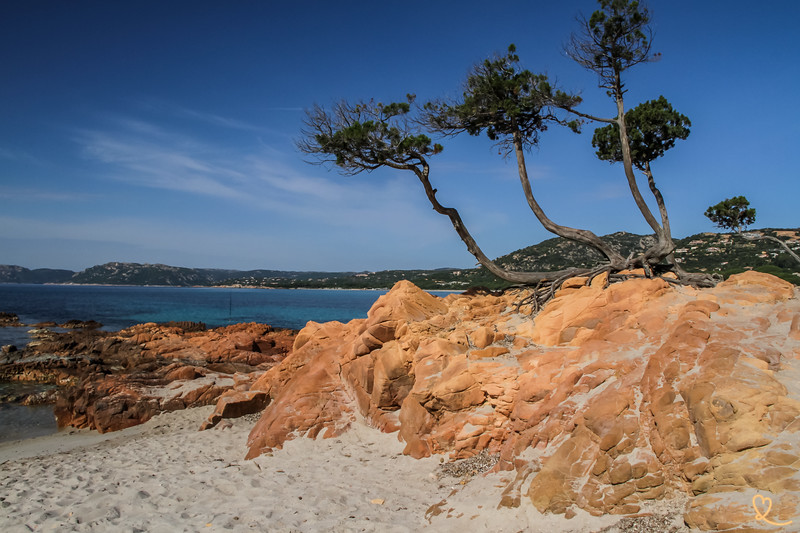 Sonia Colpo Scherer tweet media