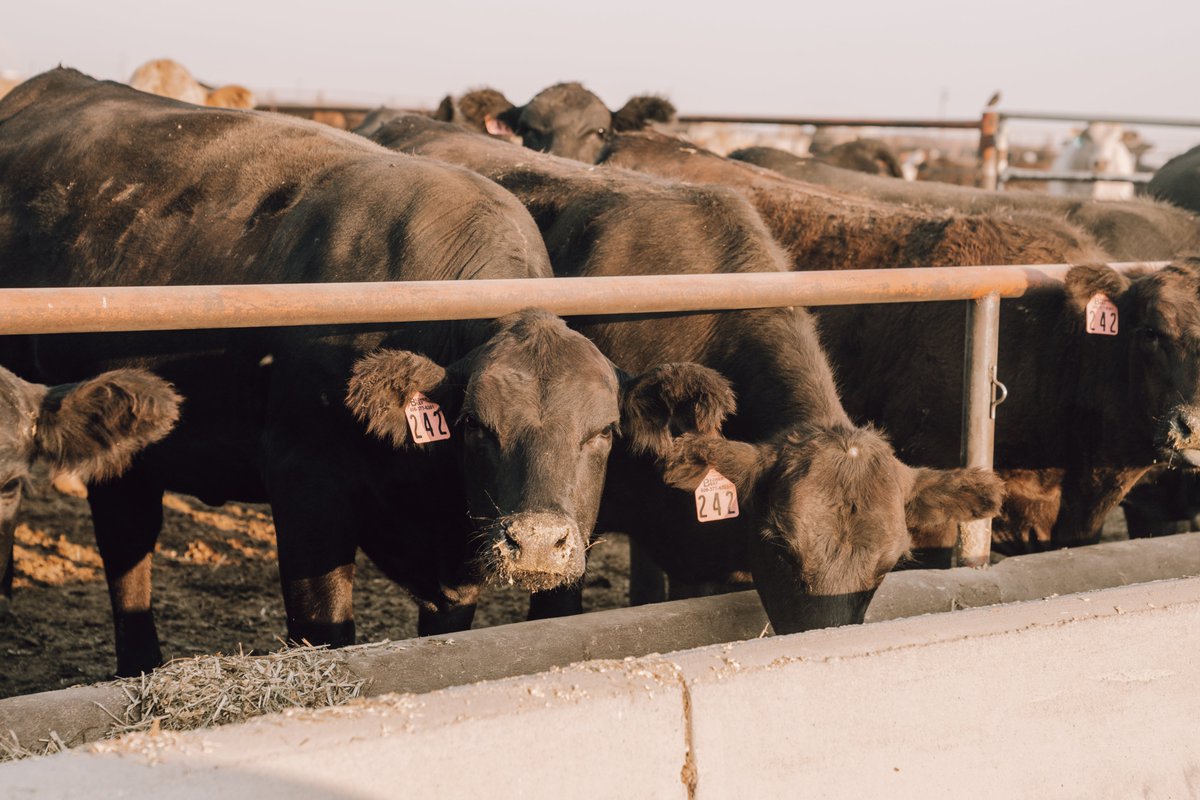 Nutrition programs, veterinary services, proper animal handling, facility maintenance and more: these management tools are essential to keeping cattle happy, healthy and productive on a feedyard.