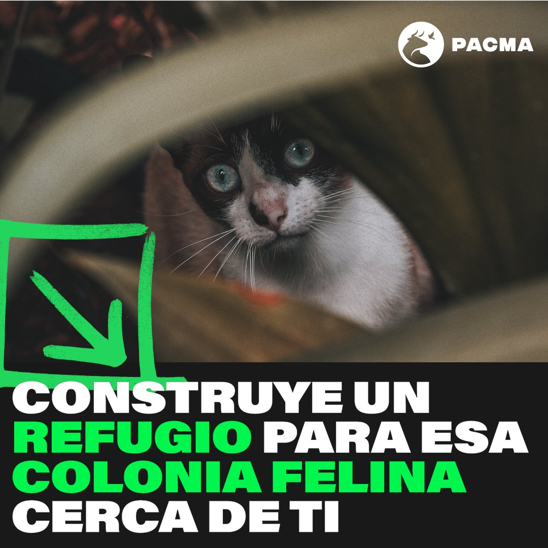El frío extremo de estos días empeora las ya de por sí duras condiciones de los gatos que viven en la calle. Si tienes una colonia felina cerca y quieres ayudar, puedes construir un sencillo refugio para ellos. ¡En las redes encontrarás muchos tutoriales!