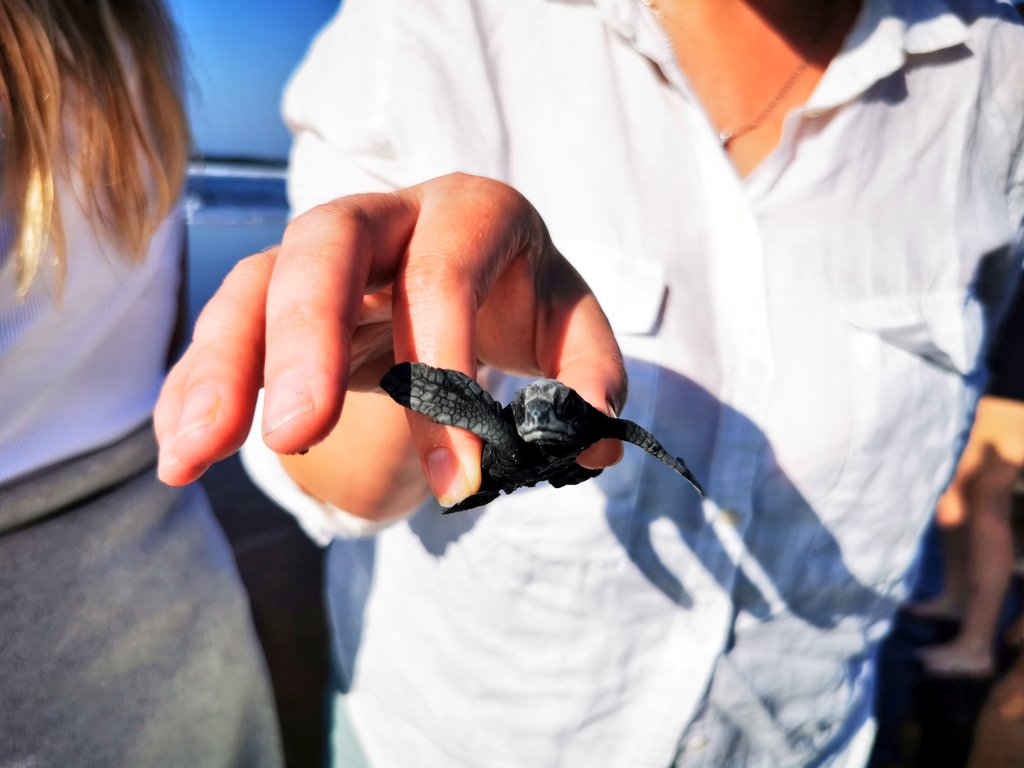 essalvatore's tweet photo. Today we released 130 baby sea turtles to the ocean! 🐢❤️

Probably one of the last releases we do for the season.

If you want to join us on the next one send a DM! https://t.co/dcLCxTeD1C