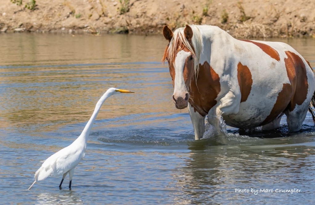 FreeWildHorses's tweet image. Alexis, age 13, writes about the great egret that shares spaces with wild horses and burros! 

americanwildhorsecampaign.org/media/sharing-…