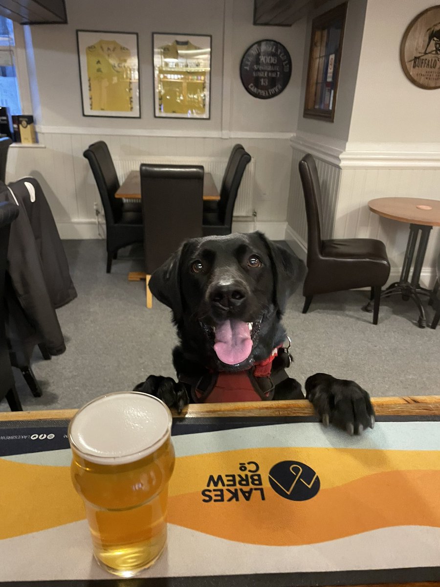 Dog of the week is back and meet @labradorlucy18 Lucy loves half a @lakesbrewco  pale and a gravy bone could it be your dog next week #kendal #kendalcumbria #dogsofinstagram #dogs #labrador #dogoftheday #dogoftheweek