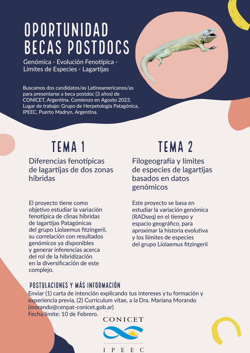 melisa_olave's tweet image. We are looking for 2 enthusiastic Latinoamerican researchers interested in applying to a 3y #CONICET PostDoc fellowship to study (1)Phenotypic evolution &amp;amp; (2)Genomics of Liolaemus🦎, in Dr. Mariana Morando lab (Puerto Madryn) in collaboration with my lab (Mendoza). More info 👇