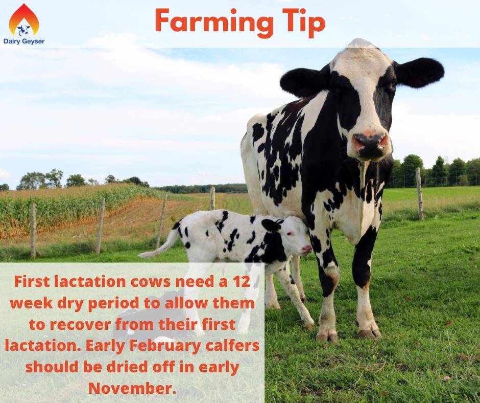 Farming Tip for the week..
To know more about Dairy Geyser, call us @0872362397
Visit us: dairygeyser.ie
#dairyfarm #farmers #farming #farmingtip #agrilife #irishagrilife #farmersinireland #farm #agriculture #farmlife