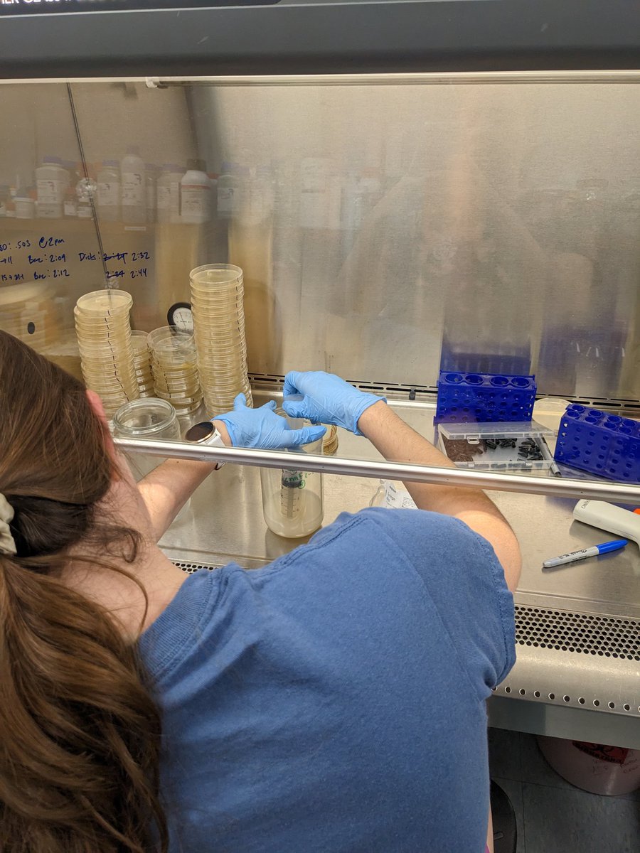 Probiotics Friday! 🎉😎 We are busy creating probiotic treatments for a new study being conducted in the FL Keys. We want to see if we can heal corals that consistently get reinfected with SCTLD after being treated with antibiotics! Fingers crossed! 🤞