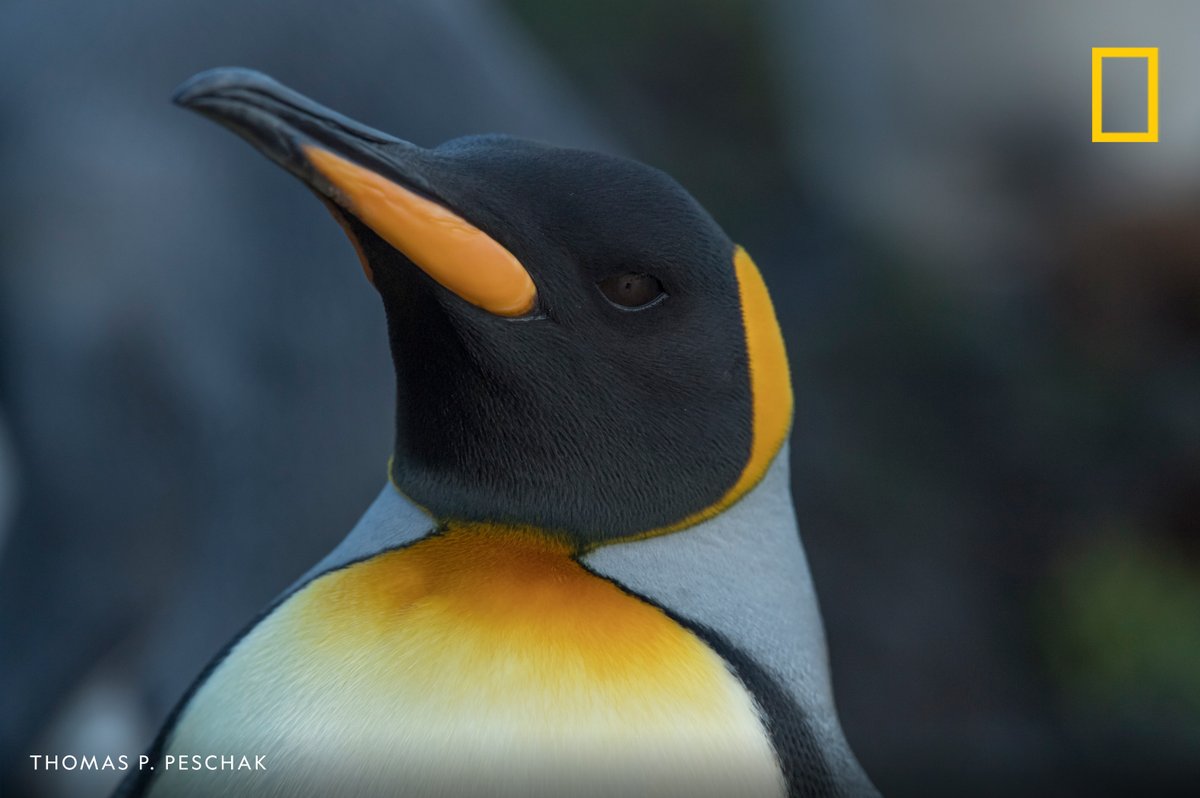 A portrait fit for a king (penguin) in honor of #PenguinAwarenessDay! 📍 Marion Island, South Africa