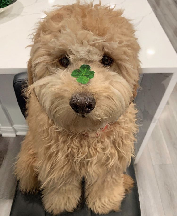 EspacioNoticias's tweet photo. Te has encontrado al perrito de la buena suerte. 🍀 

Si no reaccionas a este post, son 10 años de mala suerte. https://t.co/ziOfh58XA5