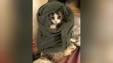 Info Flash Revue De Presse 75 Chat Mort Ecrase Par Un Tgv La Sncf Regrette Ce Triste