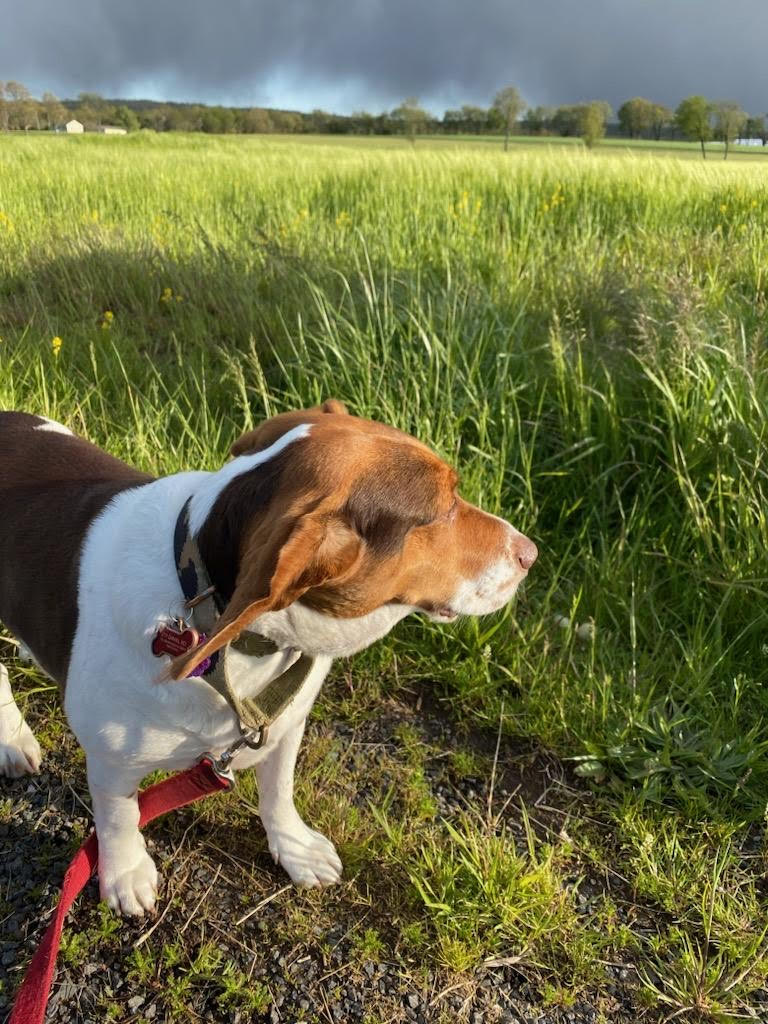 Say hello to Piper, the Blutag Pet of the Week!

Favorite voice platform: @alexa99 

Favorite coworker: Rahul (her owner), although it may also be Neev!

Favorite snack: A piece of the eggs Rahul makes for breakfast.

Fun fact: Piper is originally from Oklahoma!

#petoftheweek