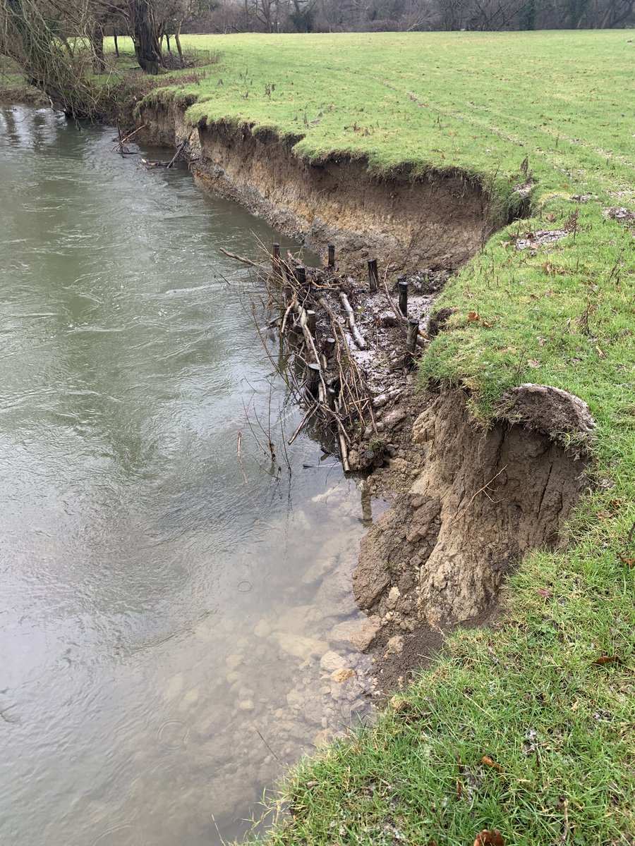 Remarkable floodwater resilience shown by our farmer led mechanically installed revetmnt but alas our hand driven section has had its brash removed @severnrivers @slowtheflow_UK @WGRural @NatResWales #NFM #rivers