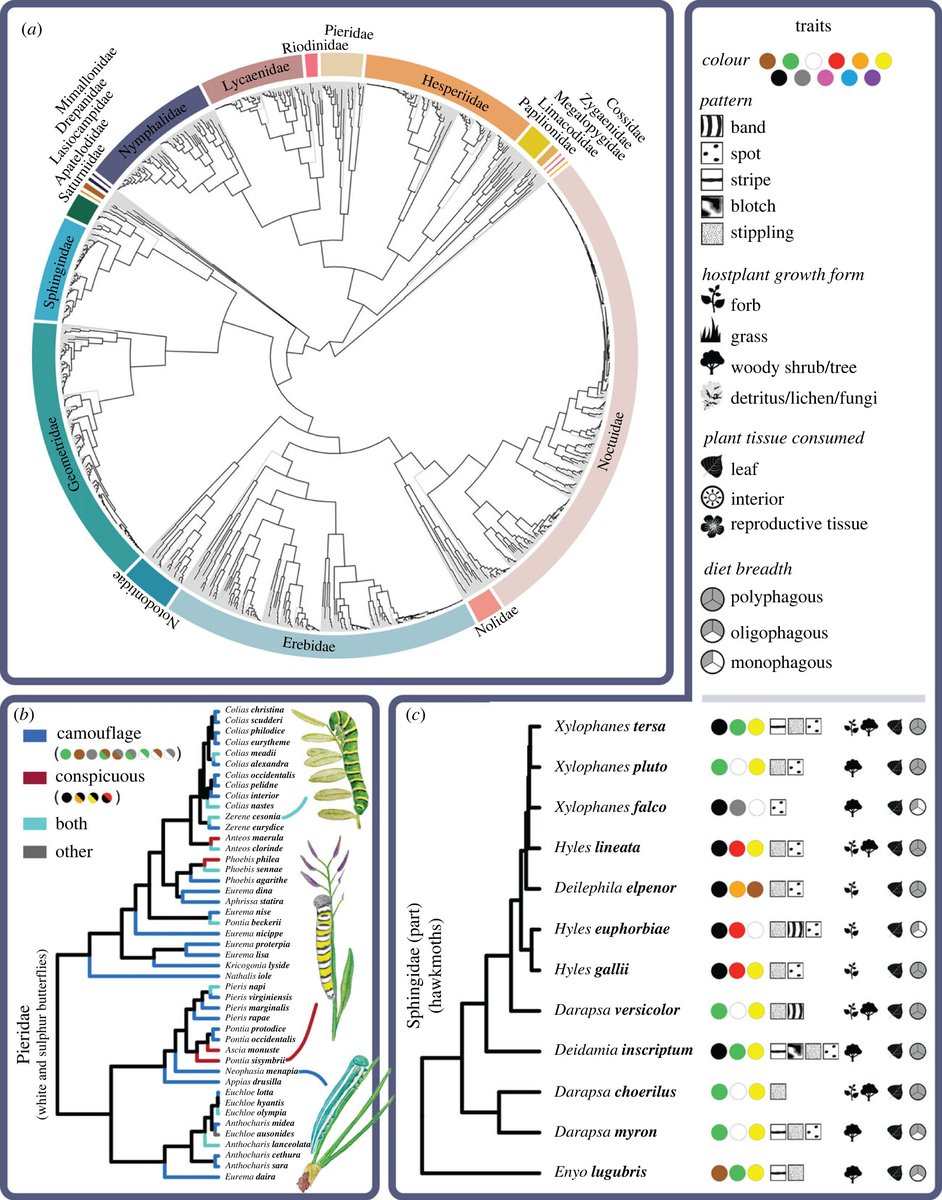 Royal Society Publishing (@rsocpublishing) on Twitter photo Macroevolution of protective coloration across #caterpillars reflects relationships with host plants #ProcB #OpenAccess #Evolution #Ecology ow.ly/ewJZ50MtzwW @moria_robinson Macroevolution of protective coloration across #caterpillars reflects relationships with host plants #ProcB #OpenAccess #Evolution #Ecology ow.ly/ewJZ50MtzwW @moria_robinson