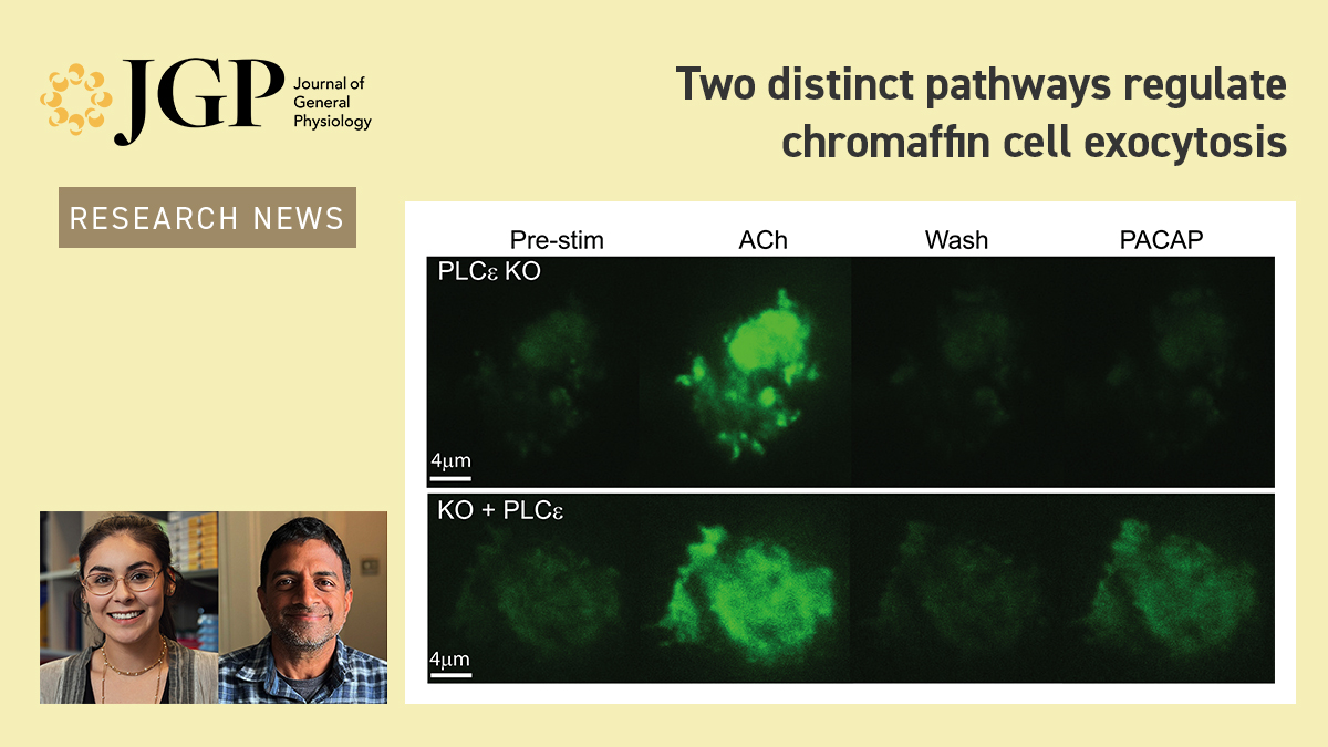Our latest Research News: Morales et al. (bit.ly/3G7O9v1) reveal how the neurotransmitter PACAP induces a secretory response in chromaffin cells that differs from the one induced by acetylcholine. bit.ly/3ZSckW2

<a href="/AlanSmrcka/">Smrcka Lab</a>