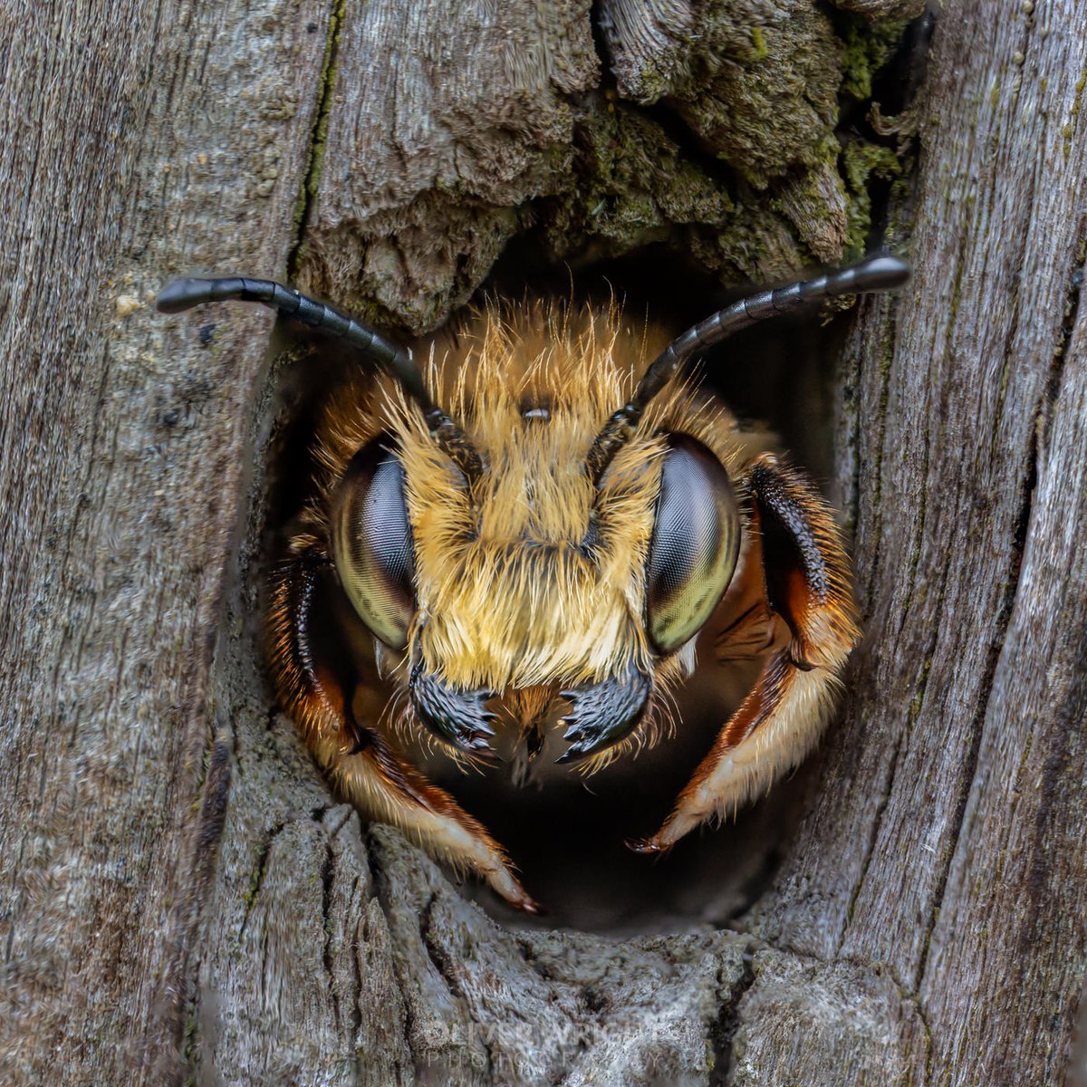Just reworked a 'stack' from a local site which had Willughby’s leafcutter bee which took residence in a fence post

I hope they back next year as I was actually looking for owls and had to do this handheld - would have been so much easier with a tripod!