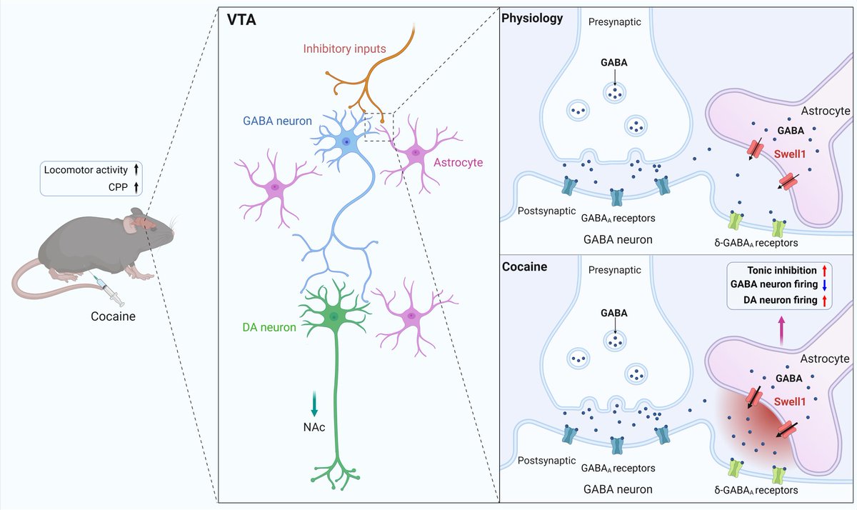 Do glia regulate drug addiction?

Led by brilliant <a href="/junhua_yang/">Junhua Yang</a>, our new study <a href="/NeuroCellPress/">Neuron</a> shows VTA astrocytes modulate cocaine reward by tonically releasing GABA via SWELL1 large-pore #ionchannels

Thx @NINDSnews <a href="/klingensteinorg/">@KlingensteinOrg</a> <a href="/McKnightFdn/">McKnight Foundation</a> for $$
 authors.elsevier.com/a/1gSTD3BtfH1Z…