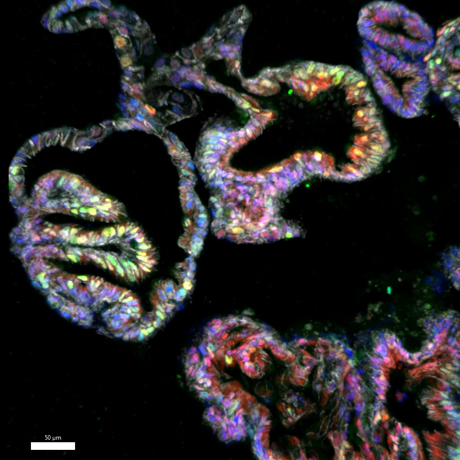 Munera lab tweet media
