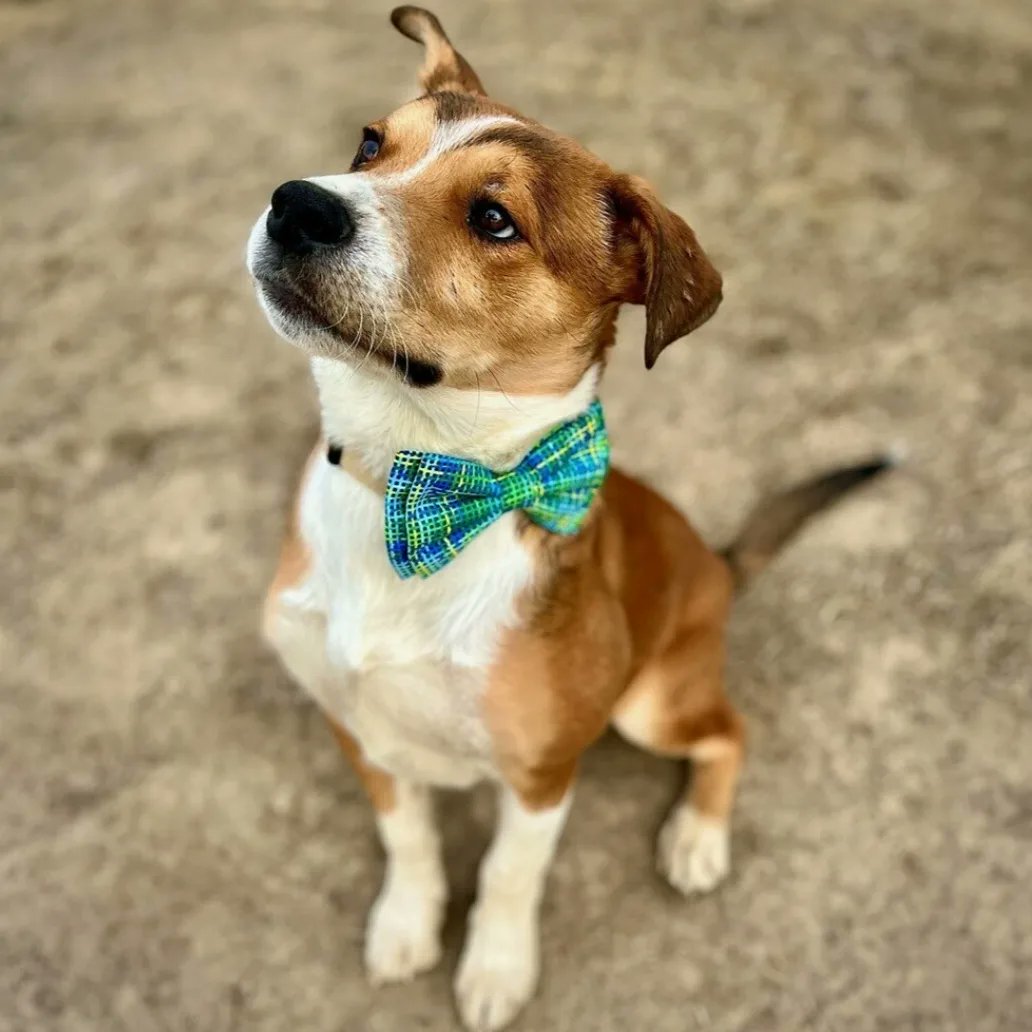 Sir Darius Brown (@sirdariusbrown) on Twitter photo @sirdariusbrown B U D D Y is a 6 month old mixed breed waiting for a FURever home at Stafford Animal Sheler in Montana. <a href="/staffordshelter/">AnimalShelter</a> @sirdariusbrown B U D D Y is a 6 month old mixed breed waiting for a FURever home at Stafford Animal Sheler in Montana. <a href="/staffordshelter/">AnimalShelter</a>