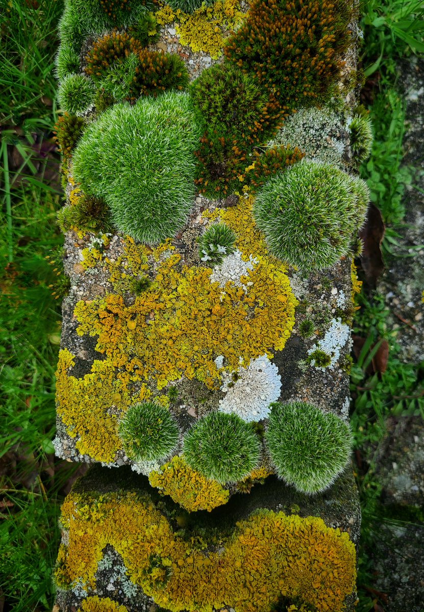 Geertje Geertsma 🍄 tweet media