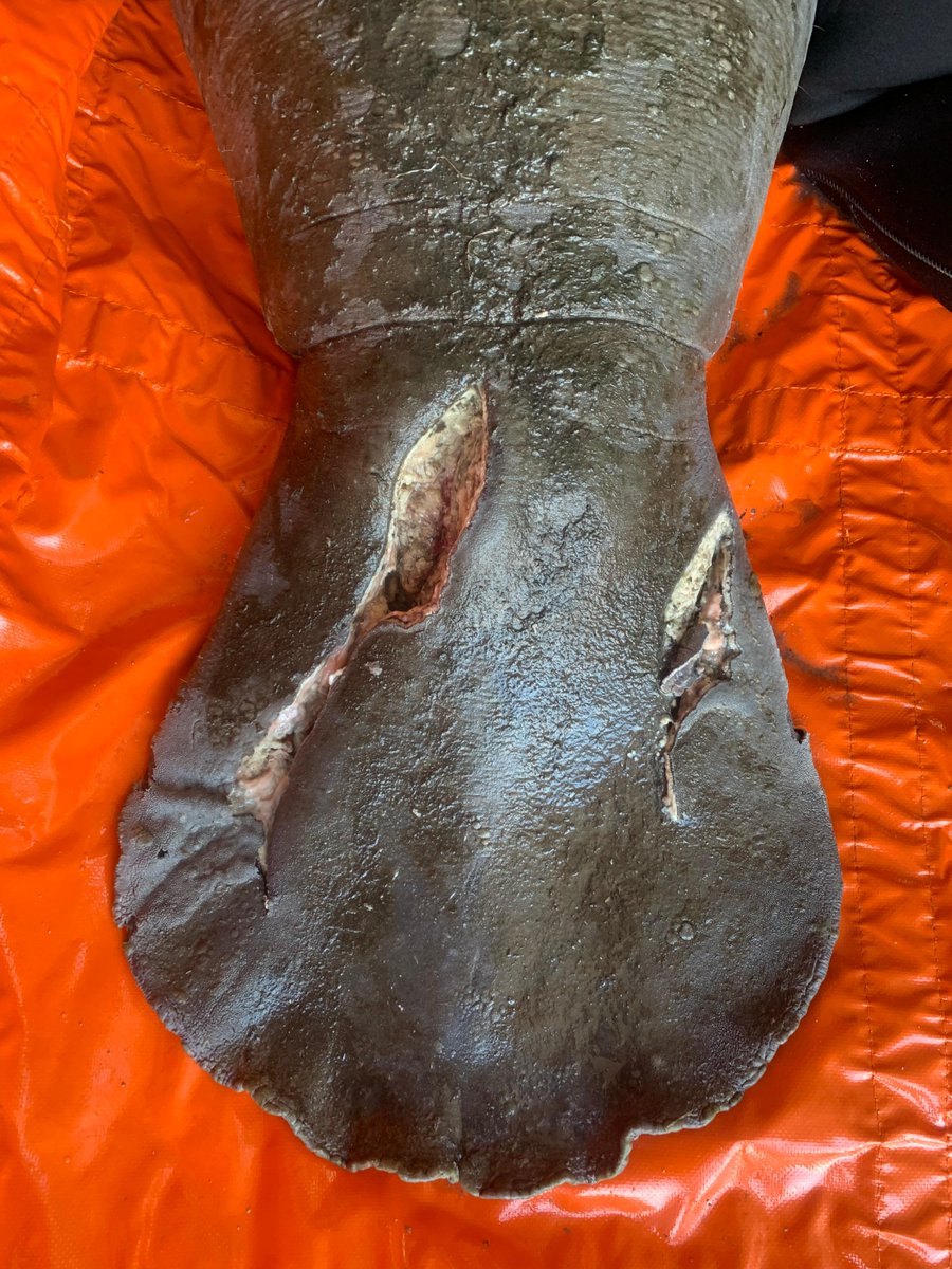 On Thursday, a dependent #manatee calf with a poorly healing watercraft tail wound and its mother were rescued by a team from <a href="/CMAquarium/">Clearwater Aquarium</a>, the USDA Forestry Department, and our staff. The wounded calf and adult manatee were taken to <a href="/SeaWorld/">SeaWorld</a> for rehabilitation.