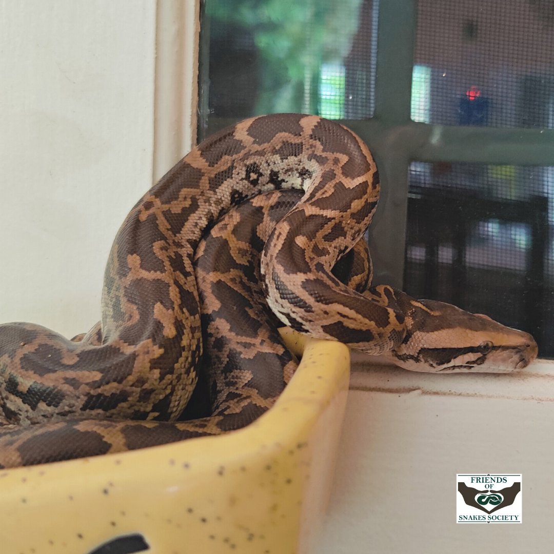Adding a mesh to the windows and plugging any gaps underneath the doors are very effective methods to snake-proof our premises.

#friendsofsnakessociety #snake #snakerescue #indianrockpython #snakesofinstagram #wildlife #conservation