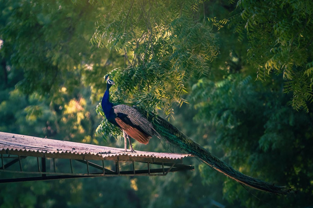 RT @TudunTsira: Without asking a relative to translate this, What do you call peacock in your dialect? https://t.co/fCAh9F4Cuv