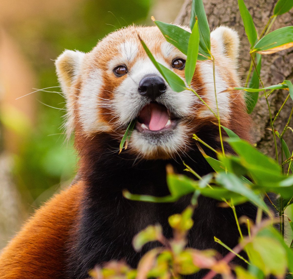 Red Panda tweet media