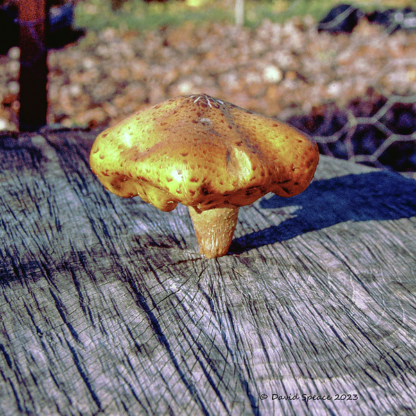 Davideeo's tweet photo. New artwork for sale! - "Mushroom Stump" - https://t.co/v6WugtfjKr @fineartamerica https://t.co/rgGnSIkv8o