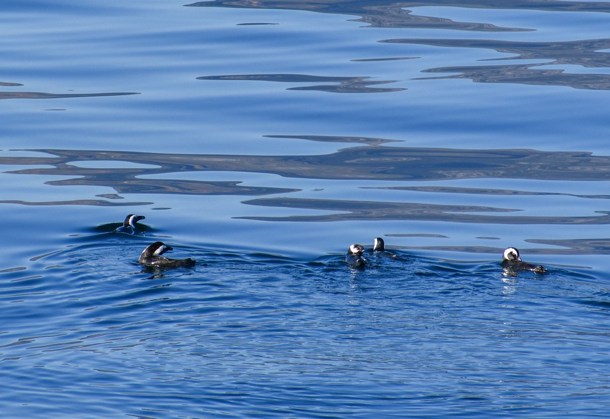 JRSO_IODP's tweet photo. A little bird🐧told us it's #PenguinAwarenessDay. Here are a few we've seen from @TheJR – always a special treat! #IODP #JRSO #NSFfunded @NSF #Exp390 #Exp318 #Exp374 #Exp382 https://t.co/RgFGmHS5kq